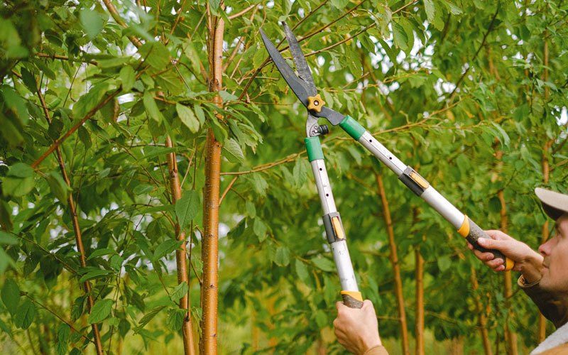 Tree trimming in Thorp, WI
