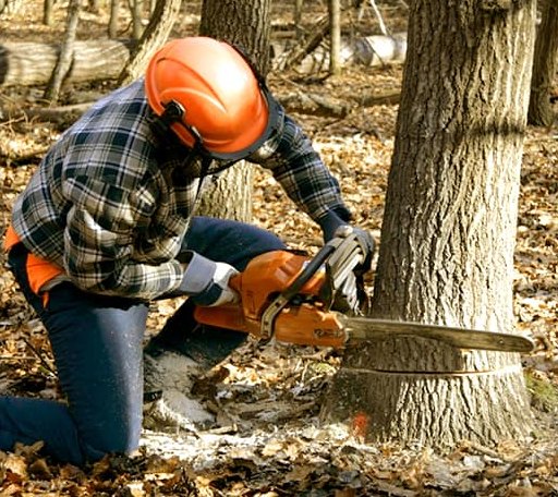 Tree Removal in Thorp, WI